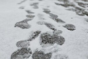 В Волгоградской области объявили предупреждение о метели и сильном ветре