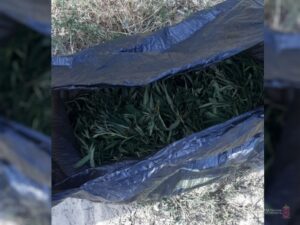 37-летний судимый волгоградец хранил 280 граммов марихуаны