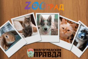 «ZOOград»: волгоградцы-победители конкурса будут одарены вдвойне
