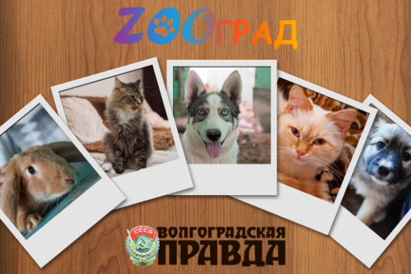 «ZOOград»: волгоградцы-победители конкурса будут одарены вдвойне
