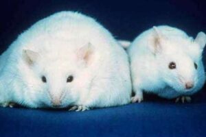 Американские учёные нашли в мозгу ген ожирения