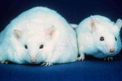 Американские учёные нашли в мозгу ген ожирения