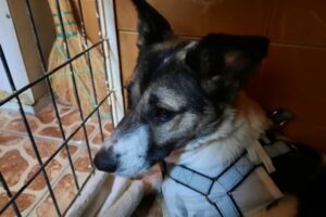 В Волгограде спасенной от живодеров собаке ищут любящих хозяев