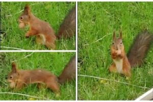 На Центральной набережной Волгограда поселилась белка