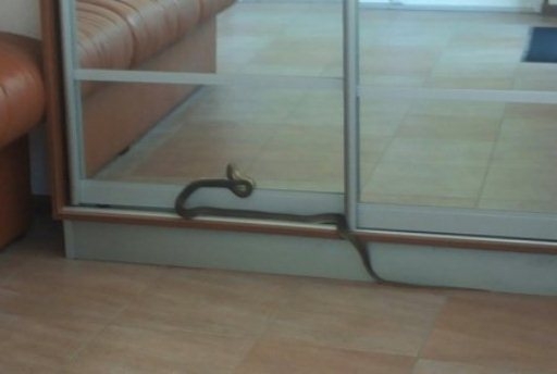 В бизнес-центр на юге Волгограда заползла змея