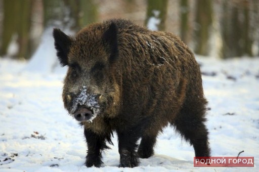 75 тысяч рублей заплатит волгоградец за убийство кабана