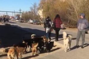 Жители Средней Ахтубы: «Из-за бродячих собак боимся ходить по улицам!»