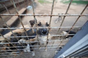 Волгоградский питомник приглашает желающих на День открытых дверей