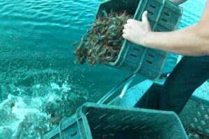 Более 1,5 тысячи выловленных браконьерами раков возвращены в водоёмы