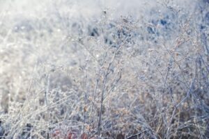 Температура в Волгоградской области опустится ночью до -18 градусов