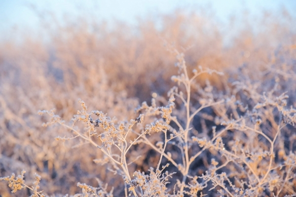 В Волгограде ожидается снежная неделя и мороз до -10 °С