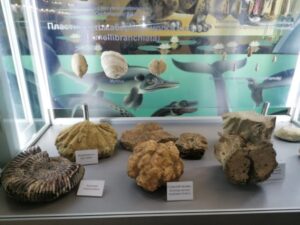 Новые экспонаты покажут в волгоградском краеведческом музее