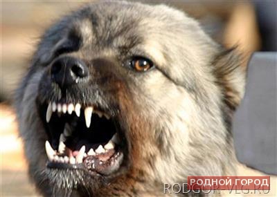 На юге Волгограда собака вцепилась зубами в 7-летнего мальчика