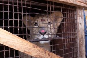 Волгоградцы смогут дать имена спасенным экзотическим животным