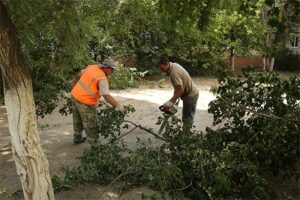 Волгоградцам дали совет, как бороться с насекомыми, которые атакуют их дома