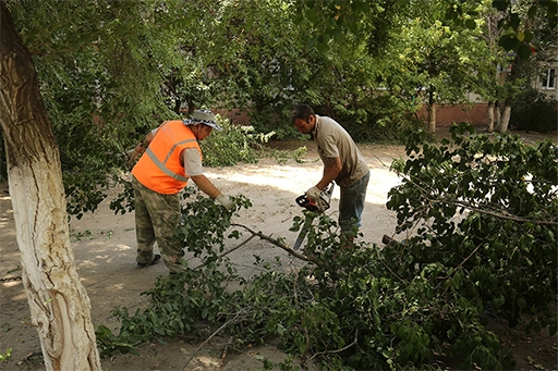 Волгоградцам дали совет, как бороться с насекомыми, которые атакуют их дома