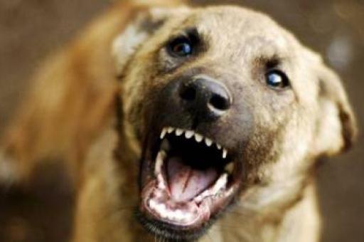 В Волгограде бродячая собака укусила 3-летнего ребёнка в детсаду