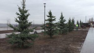Пойму Царицы в Волгограде украсят 1100 деревьев