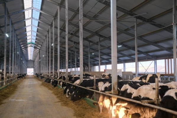 В Волгоградской области запущен крупнейший молочный комплекс страны