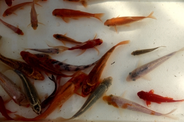 Карпы вернулись в пруд на набережной Волгограда