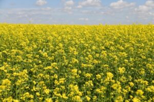 23 сентября в Волгограде состоится горчичный фестиваль