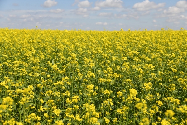 23 сентября в Волгограде состоится горчичный фестиваль