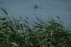 В конце недели волгоградцев ожидает прохладная погода и кратковременные дожди