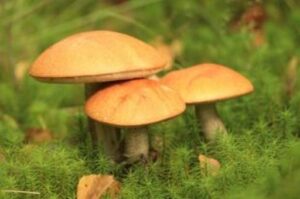 В Михайловке 8-летняя девочка насмерть отравилась грибами