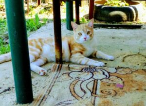 Волонтеры заплатят пять тысяч рублей нашедшему рыжего кота