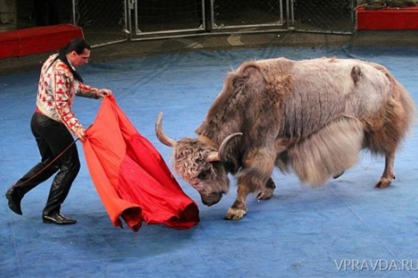 Российские цирки могут получить возрастной ценз 18+