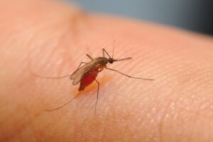 6 жителей Волгоградской области заразились лихорадкой Западного Нила
