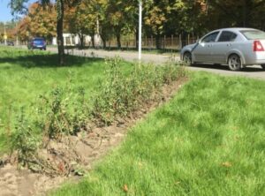 В Волгограде приступили к озеленению бульварной зоны вдоль ул. Титова