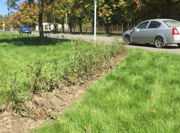 В Волгограде приступили к озеленению бульварной зоны вдоль ул. Титова