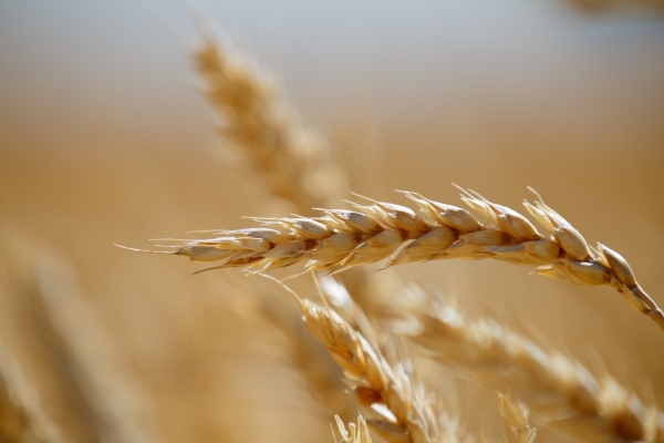 В Волгоградской области сдержали цены на отгрузку зерна