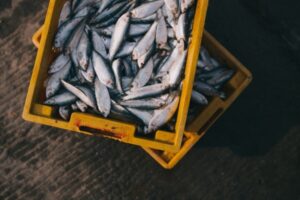 Рыбный день: 3 главных правила выбора и хранения минтая