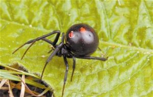 Паук-каракурт забрался в квартиру на севере Волгограда