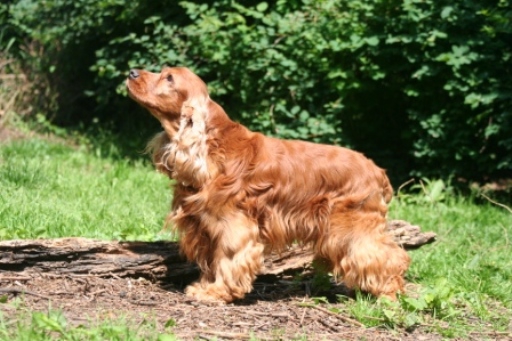 В Волгограде домашний пес нашел мину во дворе жилых домов