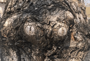 Альбина Джанабаева опубликовала фото «глазастого» дерева