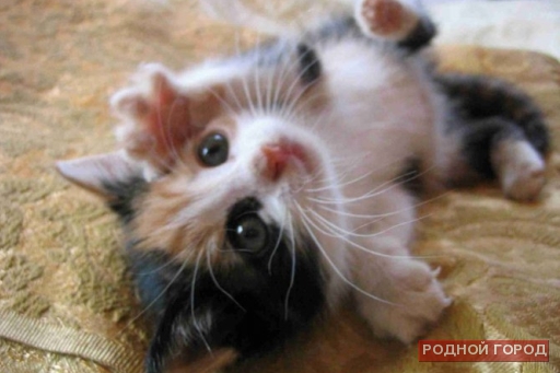 Волгоградские спасатели помогли котенку выбраться из вентиляции