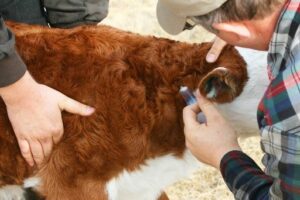 На острове Сарпинском в Волгограде зафиксирована вспышка бруцеллеза