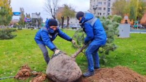 В Волгограде в сквере «Мы вместе» высаживают хвойные деревья