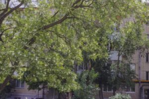 Под Волгоградом завершают высадку деревьев и кустарников