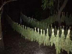 Два михайловца идут под суд за попытку сбыть почти 180 кг наркотиков