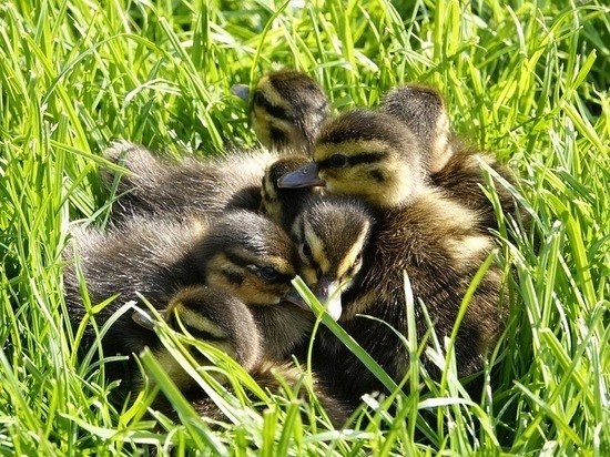 День Тихона: что запрещено делать 29 июня