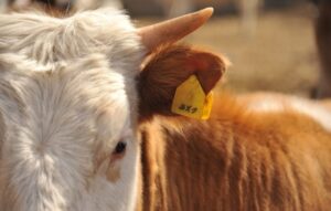 В Волгоградской области карантин по бешенству ввели в хуторе Хорошенском