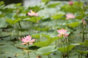 В Волгоградской области зацвели лотосы