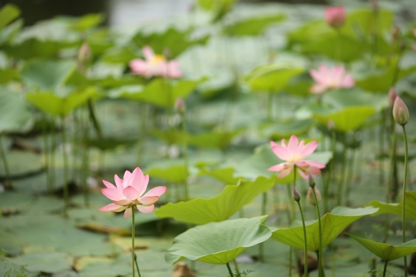 В Волгоградской области зацвели лотосы