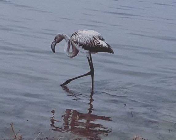 Розовый фламинго был обнаружен в Волгоградской области