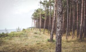 В Волгоградской области усилены меры по охране лесов от пожаров