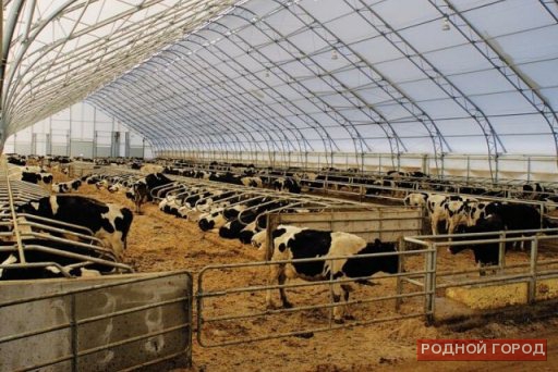 Мясное скотоводство Волгоградской области получит 10,4 млн рублей